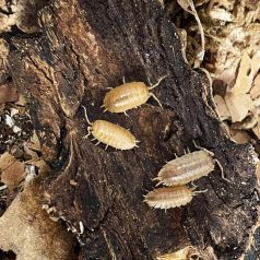 Porcellio laevis  - Orange | Ászka | 10 db