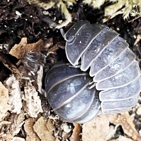 Armadillo officinalis | Ászka | 10 db