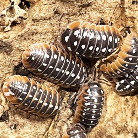 Armadillidium klugii (Clown) | Ászka | 10 db