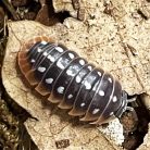 Armadillidium klugii (Clown) | Ászka | 10 db