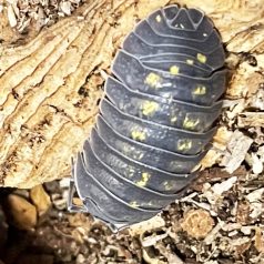 Armadillidium granulatum | Ászka | 10 db