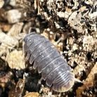 Cubaris murina| Ászka | 10 db