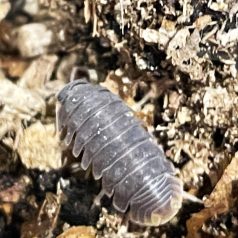 Cubaris murina| Ászka | 10 db