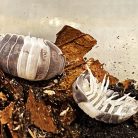 Cubaris sp. - panda king | Ászka | 10 db