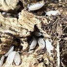 Trichorhina tomentosa - | Trópusi fehér ászka | 200 ml