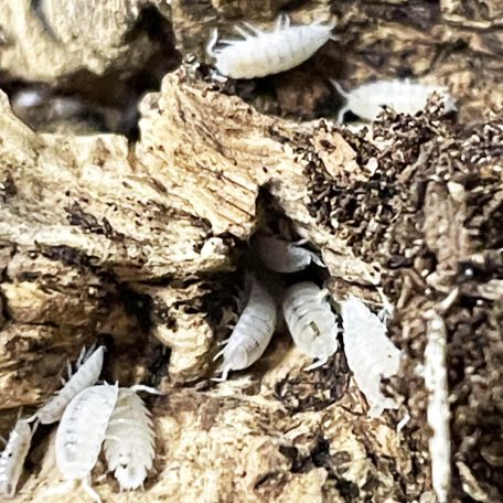 Trichorhina tomentosa - | Trópusi fehér ászka | 750 ml