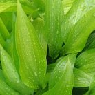 Lándzsás útifű mag – 10 g | Prémium takarmánynövény vetőmag otthoni termesztéshez