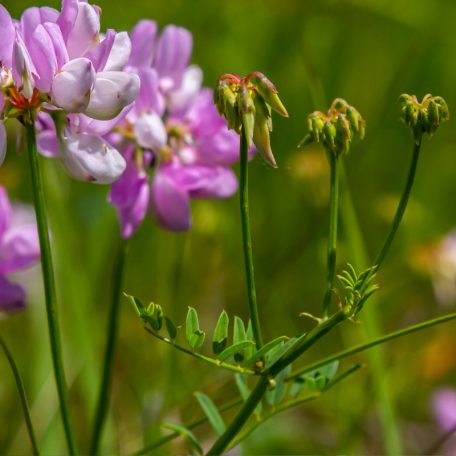 Tavaszi bükköny mag – 10 g | Prémium takarmánynövény vetőmag otthoni termesztéshez