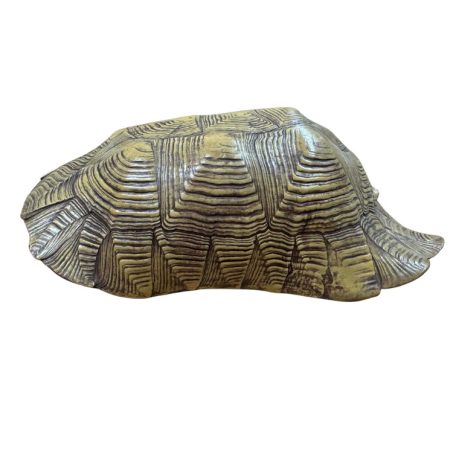 Terrarium Relic Shell Hide – Prémium műgyanta teknőspáncél barlang (16 × 24 × 7 cm)  - sárgásbarna