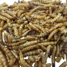 HexPets | Prémium szárított lisztkukac csemege hüllők, madarak és rágcsálók részére – 200 ml