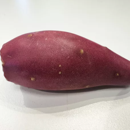 Kaktuszfüge| - növényevő hüllők részére ~ 15g / db