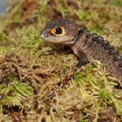   HabiStat | Sphagnum Moss | Terráriumi természetes moha párásításhoz és élőhely-kiegészítéshez hüllők és kétéltűek számára - 1 Kg