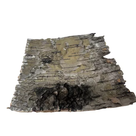 Természetes nyírfa kéreg dekorációs lap | Terráriumi háttérépítő elem – 15x15 cm - 1 db