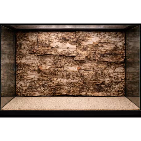 Természetes nyírfa kéreg dekorációs lap | Terráriumi háttérépítő elem – 15x15 cm - 1 db