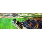 Exo terra Turtle Clean | Vízi teknős élőhely tisztító -  120 ml