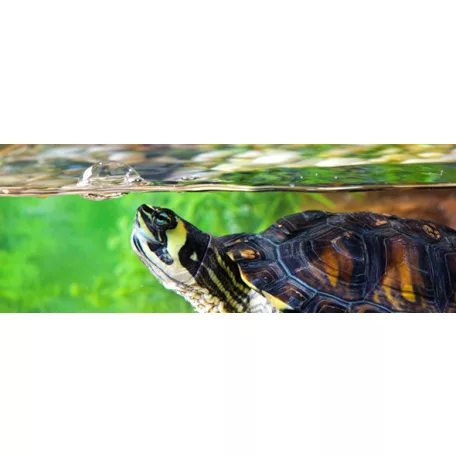 Exo terra Turtle Clean | Vízi teknős élőhely tisztító -  120 ml