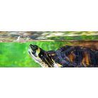 Exo terra Turtle Clean | Vízi teknős élőhely tisztító - 250 ml