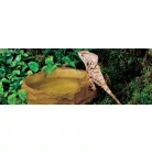 Exo Terra Water Dish | Hüllő itatótál - XL