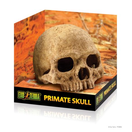 Exo Terra Primate Skull | Főemlős koponya - 15 cm