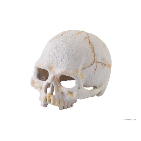 Exo Terra Primate Skull | Főemlős koponya - 10 cm