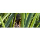 Exo Terra Turtle Grass | Teknős fű műnövény