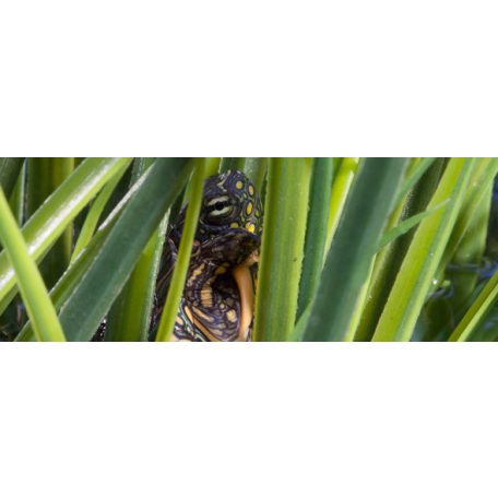 Exo Terra Turtle Grass | Teknős fű műnövény