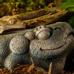 Exo Terra Aztec Frog Water Dish | Azték béka Itatótál
