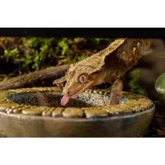 Exo Terra Aztec Water Dish | Azték Itatótál - M