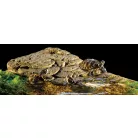 Exo Terra Turtle Bank | Mágneses teknős sziget - nagy