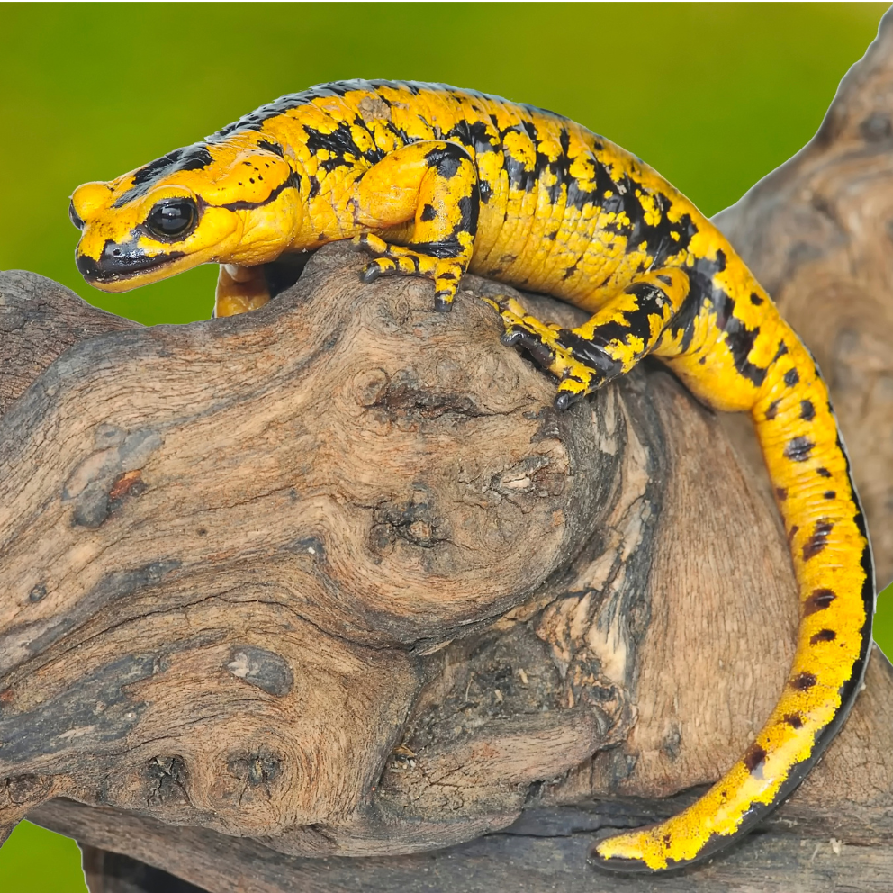 Hogyan kell helyesen vitaminozni a hüllők eledelét?